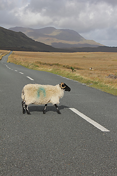 Connemara